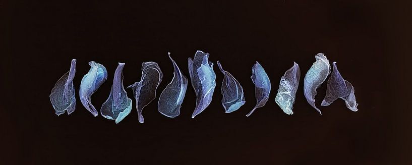 Die Schönheit des Verfalls. von Saskia Dingemans Awarded Photographer