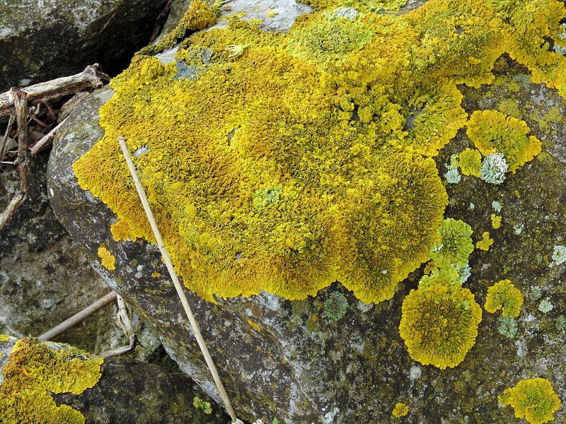 Klein leven von Koos Iperen