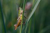 grasshopper