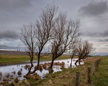 Paradis des oiseaux sur Orangefield-images