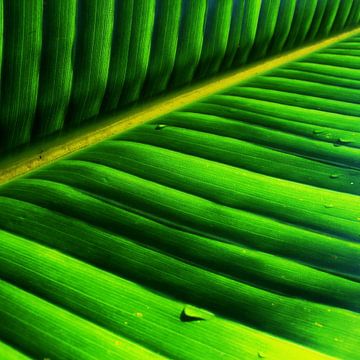 Abstract leaf in bright green by Heleen van de Ven