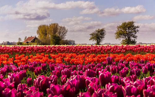 Tulpenveld