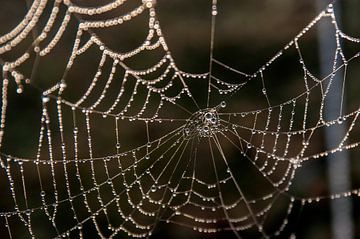 Regendruppel parelketting in spinnenweb