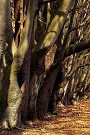 Oostkapelle 3 van Deshamer