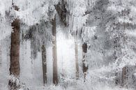 Der Wald bei Dwingeloo in einer dicken Schneeschicht im Nebel - Drenthe von Bas Meelker Miniaturansicht
