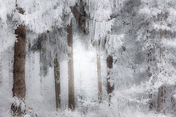 Het bos bij Dwingeloo in een dikke laag sneeuw in de mist - Drenthe van Bas Meelker