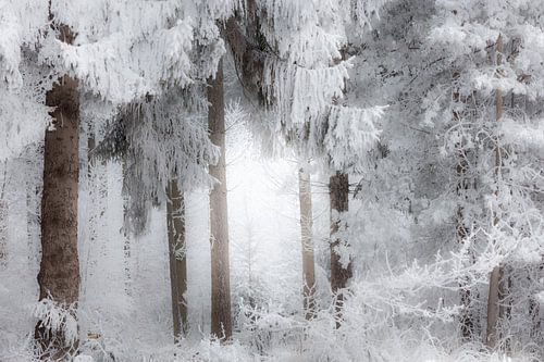 Het bos bij Dwingeloo in een dikke laag sneeuw in de mist - Drenthe