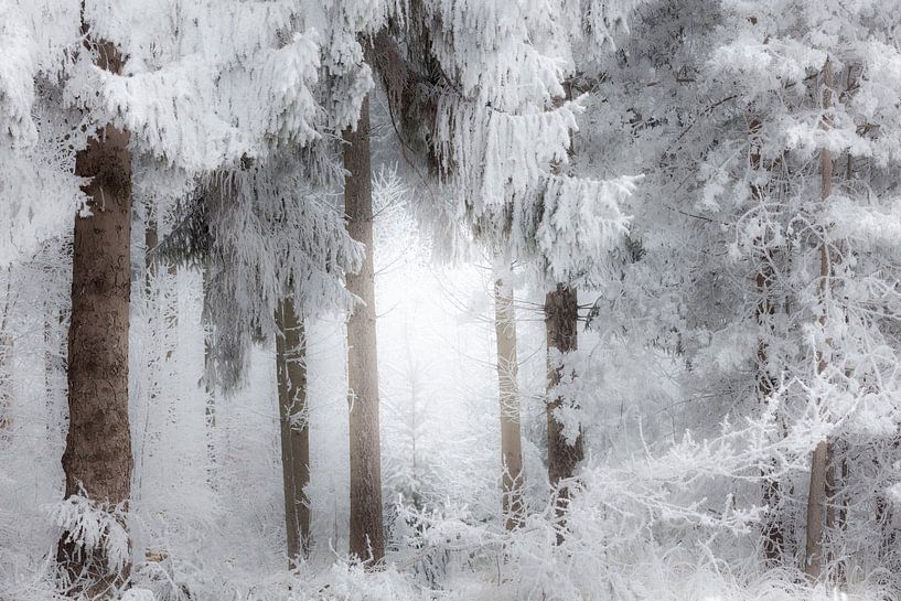 La forêt près de Dwingeloo dans une épaisse couche de neige dans le brouillard - Drenthe par Bas Meelker