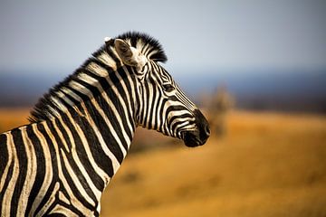 Zebra Portrait by Thomas Froemmel