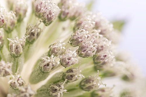 Het hart van een wit Zeeuws Knoopje met druppeltjes