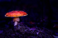 Verlichte paddestoel in een donker bos