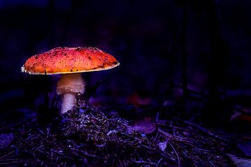 Verlichte paddestoel in een donker bos van Bart van Dam