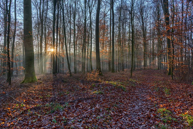 Zonnester betovert het bos van Uwe Ulrich Grün