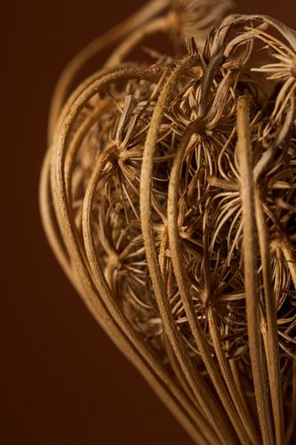 Des couleurs chaudes : à l'intérieur de soi sur Marjolijn van den Berg