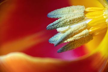 Staubgefäße der Tulpe. von Janny Beimers