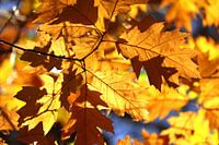 Herfstbladeren in het bos