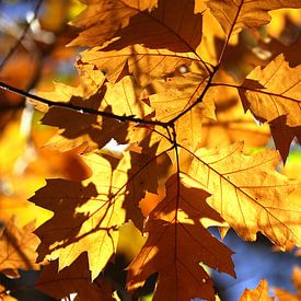 Herfstbladeren in het bos by Jesse de Boom