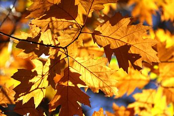 Herfstbladeren in het bos