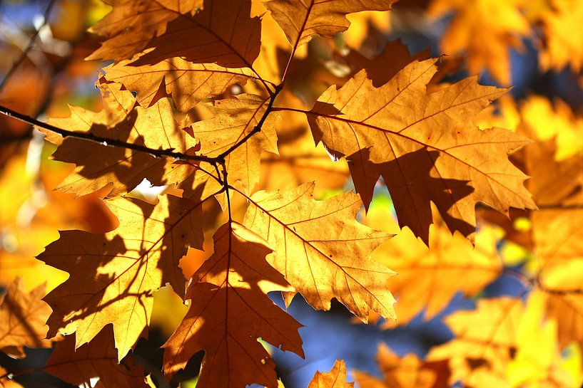 Herfstbladeren in het bos par Jesse de Boom