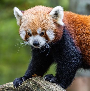 Kletternder Roter Panda von Paul Veen