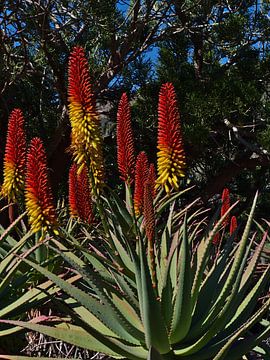 Aloe mutabilis en fleurs sur Timon Schneider