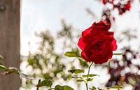 Gros plan sur la rose rouge par Percy's fotografie Aperçu
