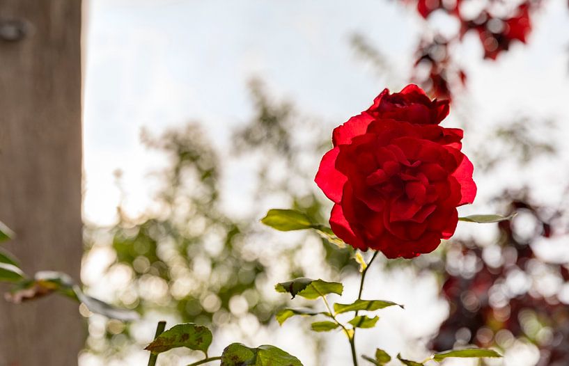 Gros plan sur la rose rouge par Percy's fotografie