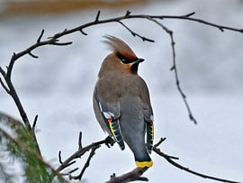 Seidenschwanz by Michael Schreier