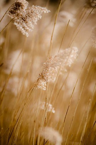 Reed