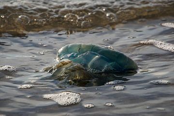 "Blaue Qualle von Tanja Otten Fotografie