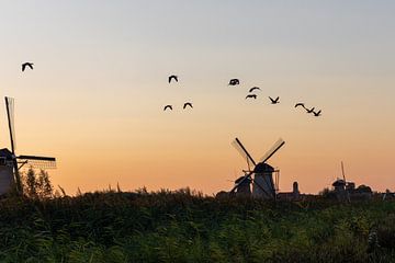 Mill with geese flying overhead by whmpictures .com