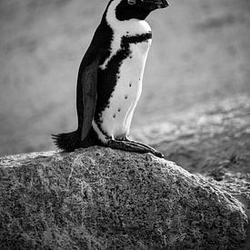 Pinguin in Südafrika von Pim Korver
