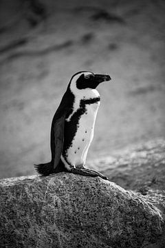 Pinguïn in zuid Afrika van Pim Korver
