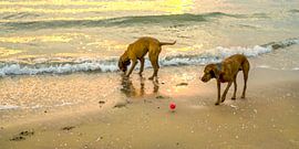 Willst du spielen? 5