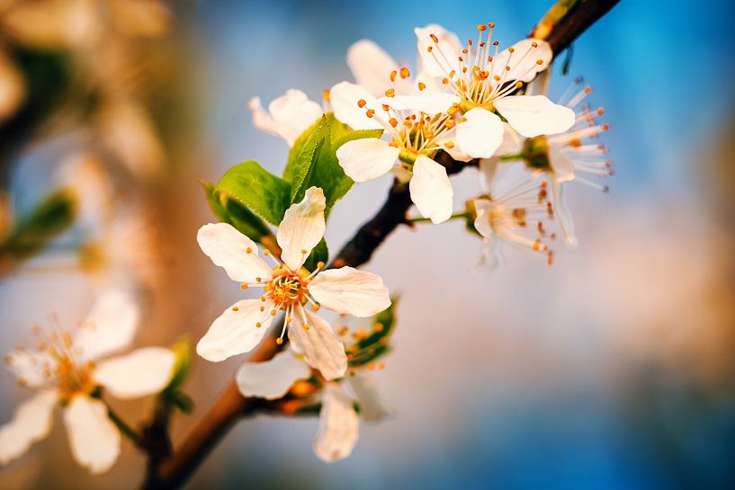 Frühling in Berlin par Alexander Voss