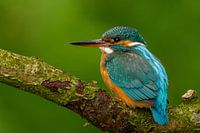 Ijsvogel