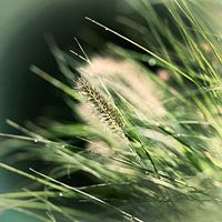 Plume dans l'herbe verte avec du grain millésimé