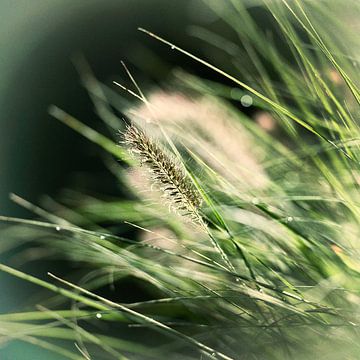 Pluim in groen gras met vintage korrel van Fred de Krom