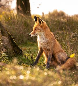 Fuchs (Vulpes)