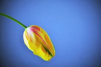 Tulp