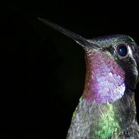 Kolibries by Rik Kruit