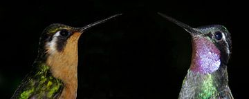 Kolibries van Rik Kruit