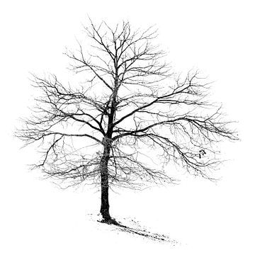 Without leaves, the tree shows its essence.