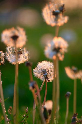 Pusteblumen, Frühlingsabend