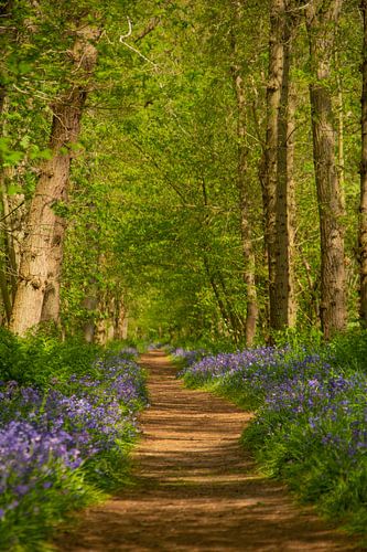 Wandelpad tussen de wilde hyacinten in het Wildrijk in Sint Maartenszee Noord-Holland