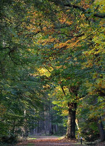 hoge bomen