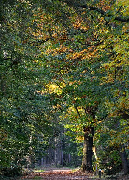 hoge bomen by Petra De Jonge