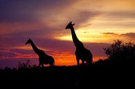 Giraffen Sonnenuntergang von Peter Michel Miniaturansicht