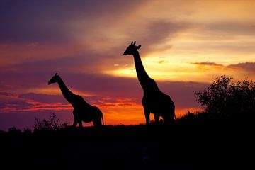 Giraffen zonsondergang van Peter Michel
