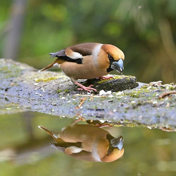 Apple finch with mirror image by Wim van der Meule
